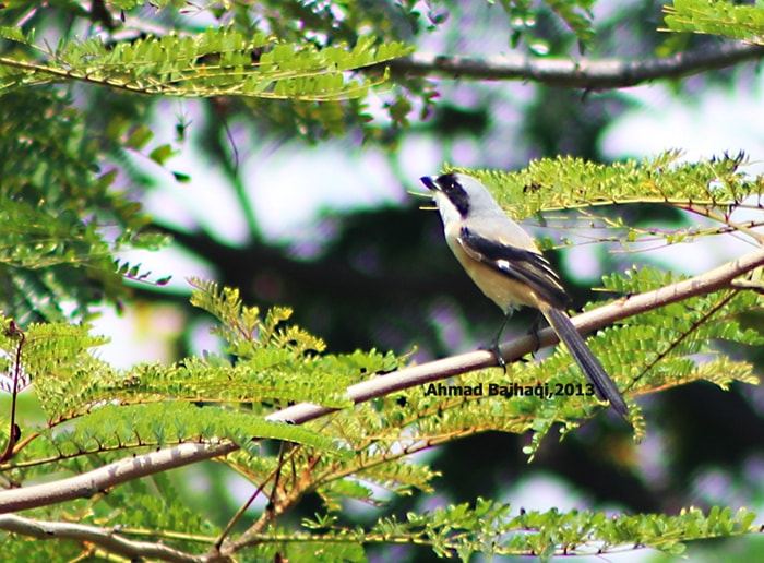 Lanius schach/Long-tailed Shrike/Bentet Kelabu