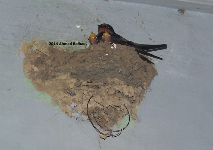 Hirundo tahitica