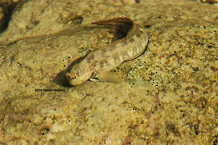 Ikan Glodok