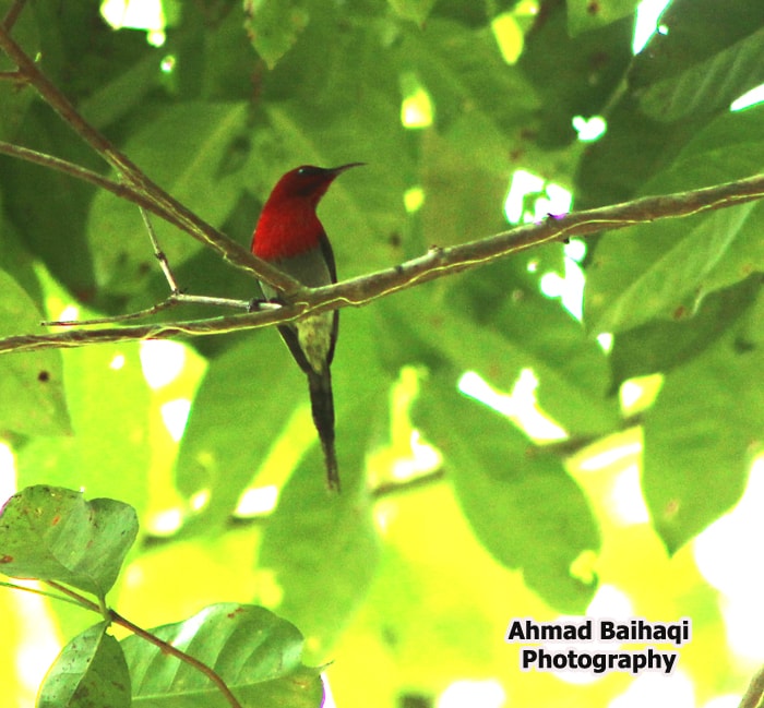 Burung Madu Sepah Raja