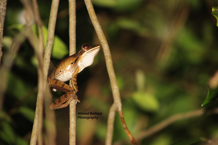 Katak Pohon Bergaris