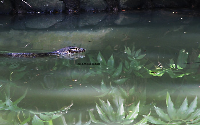 Biawak Air