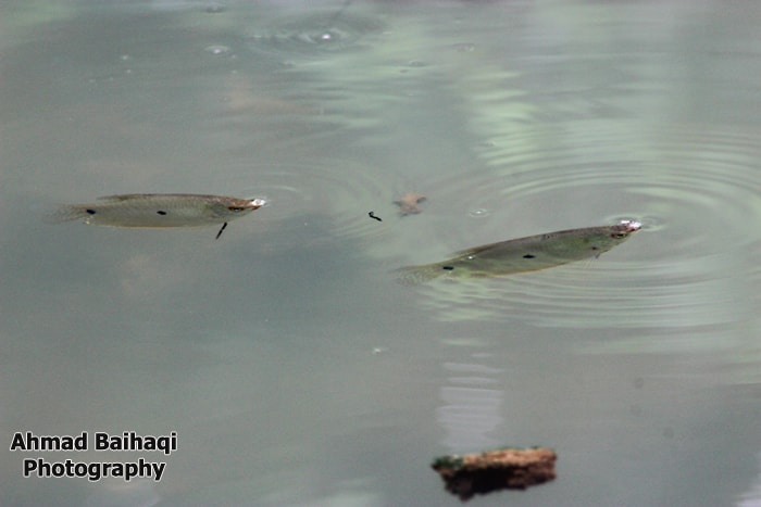 Ikan Sepat