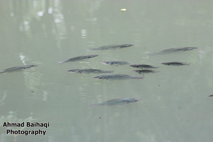 Ikan Mujair