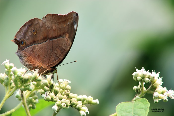 Doleschallia bisaltidae