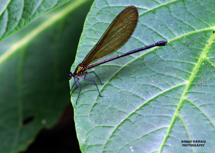 Vestalis luctuosa