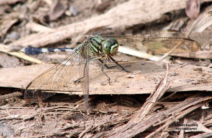 Orthetrum sabina