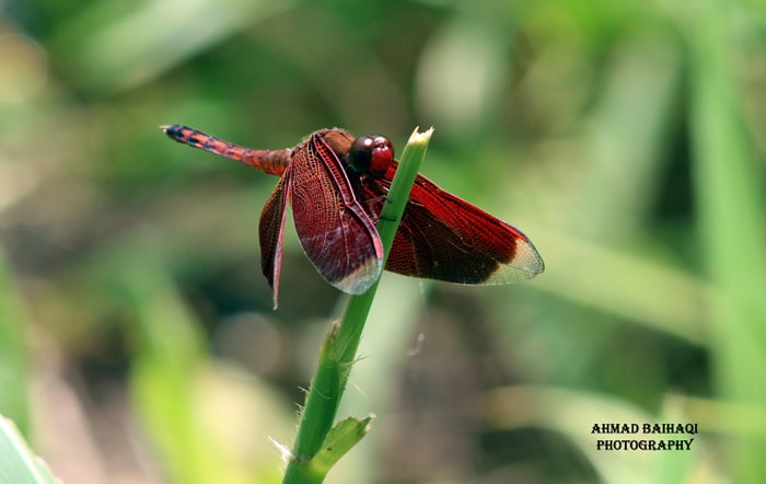 Neurothemis terminata