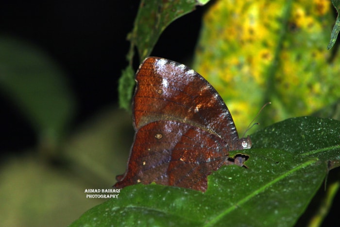 Elymnias hypermnestra