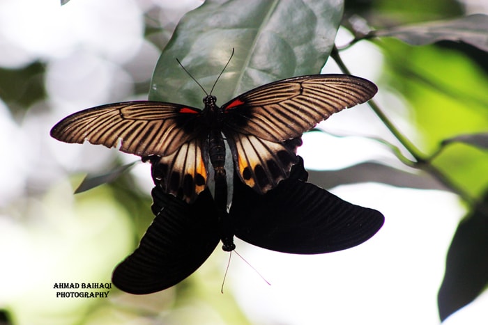 Papilio memnon