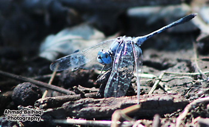 Orthetrum glaucum