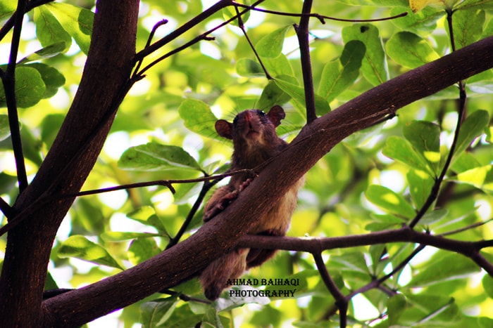 Rattus sp.
