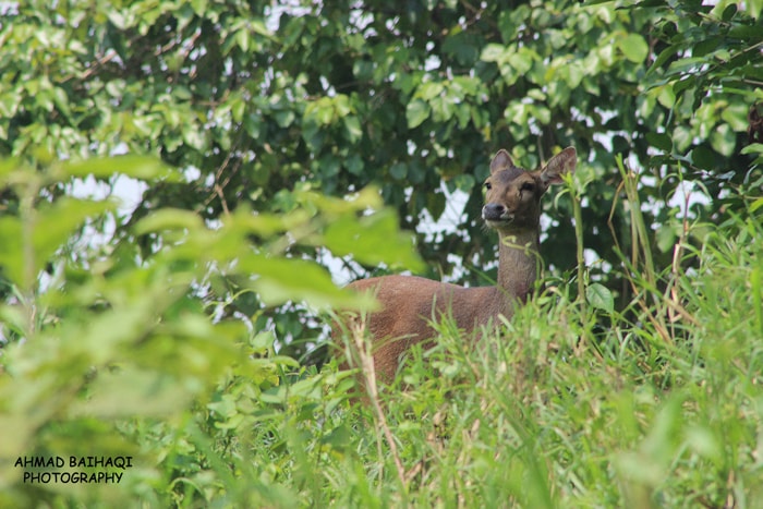 Cervus timorensis