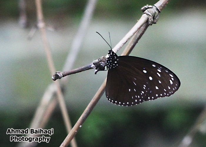 Euploea core