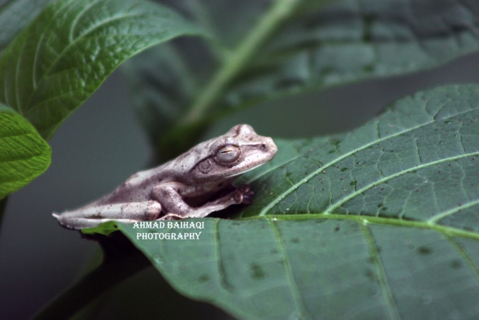Katak Pohon Jawa