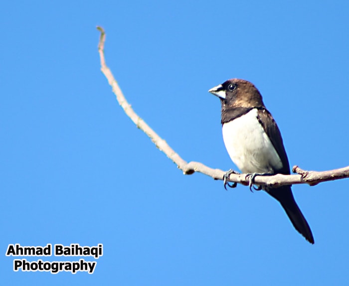 Lonchura leucogastroides/ Bondol Jawa