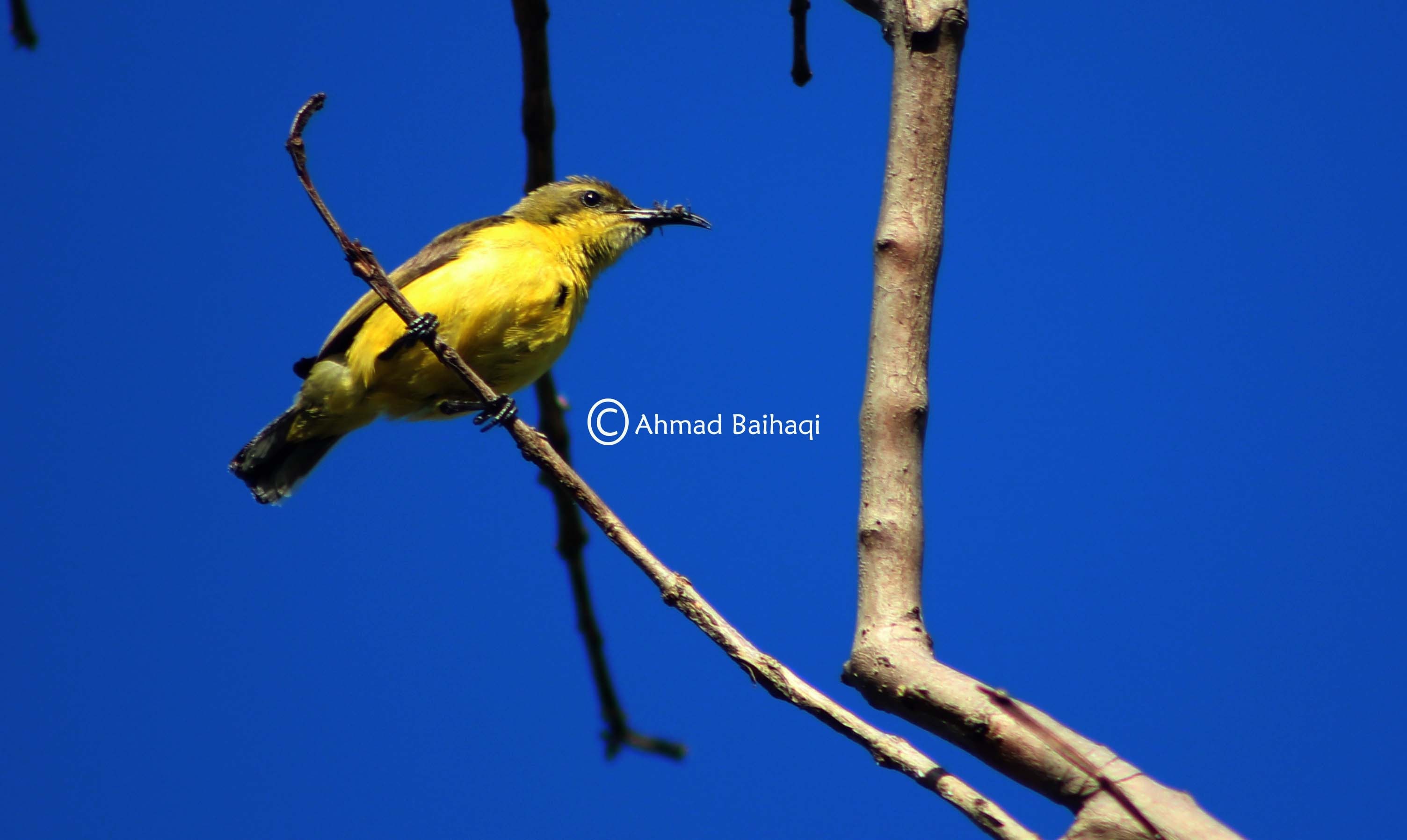 Cinnyris jugularis/ Burung Madu Sriganti (Betina)