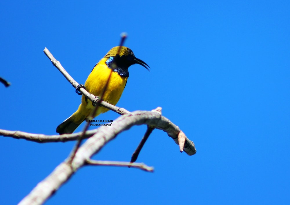 Cinnyris jugularis/ Burung Madu Sriganti (jantan)