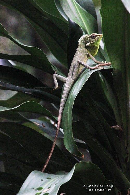 Bronchocela jubata/ Bunglon Surai