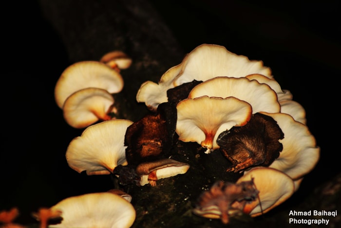 Pleurotus ostreatus/ Jamur Tiram
