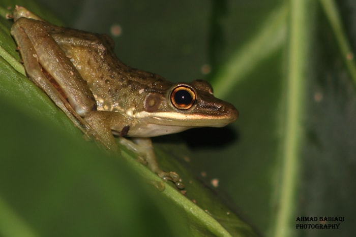 Polypedates leucomystax/ Katak Pohon Bergaris