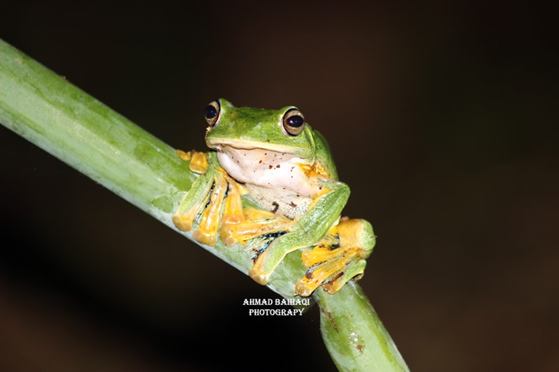 Rhacophorus reinwardtii/ Katak Pohon Hijau