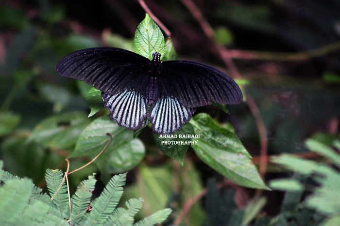 Papilio memnon