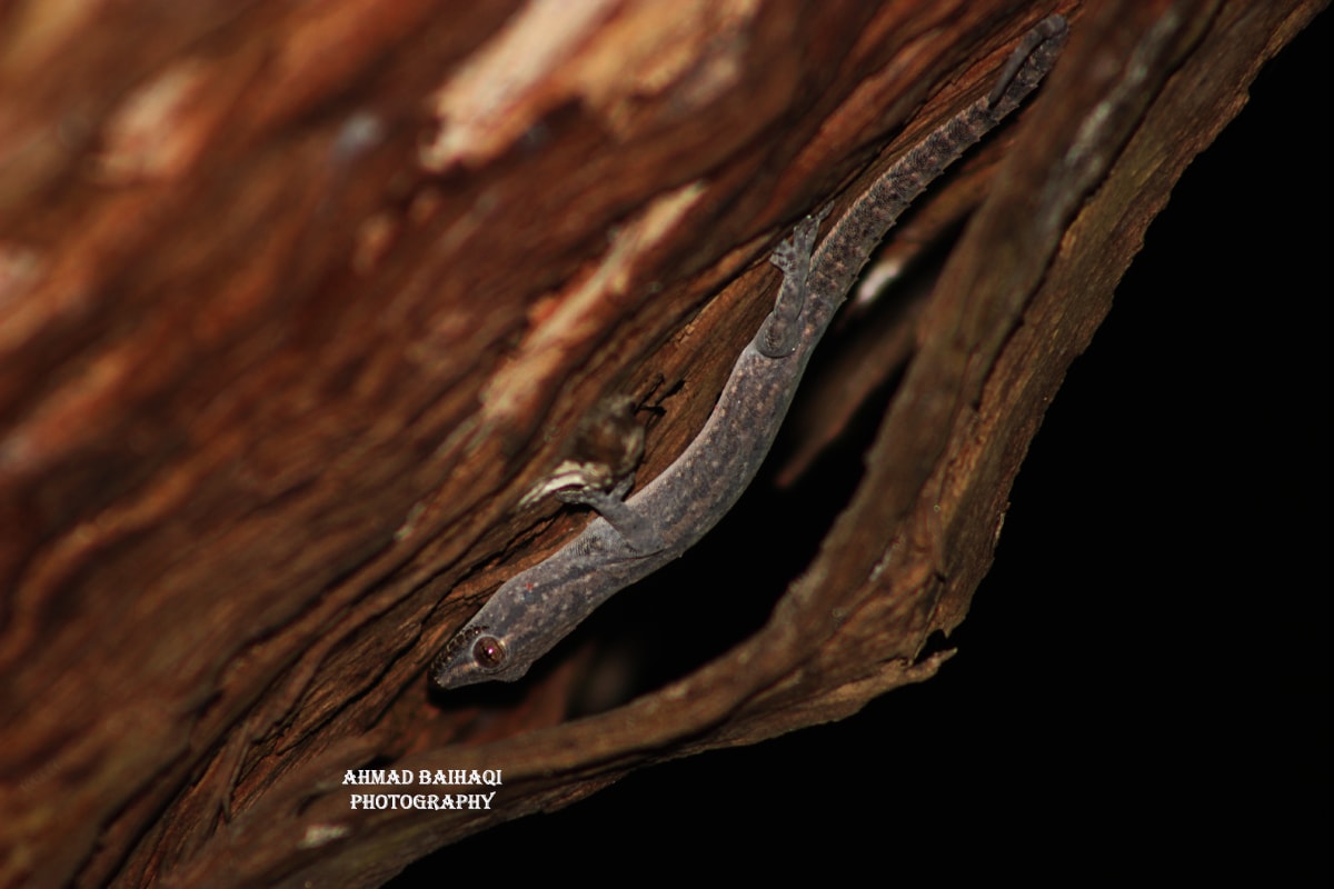 Hemidactylus frenatus