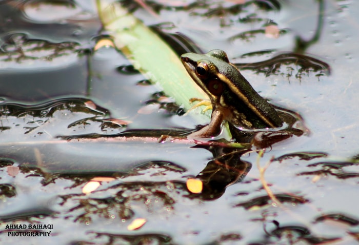 Rana erythraea