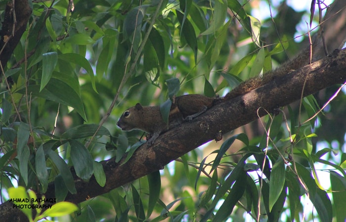 Callosciurus notatus/ Bajing Kelapa