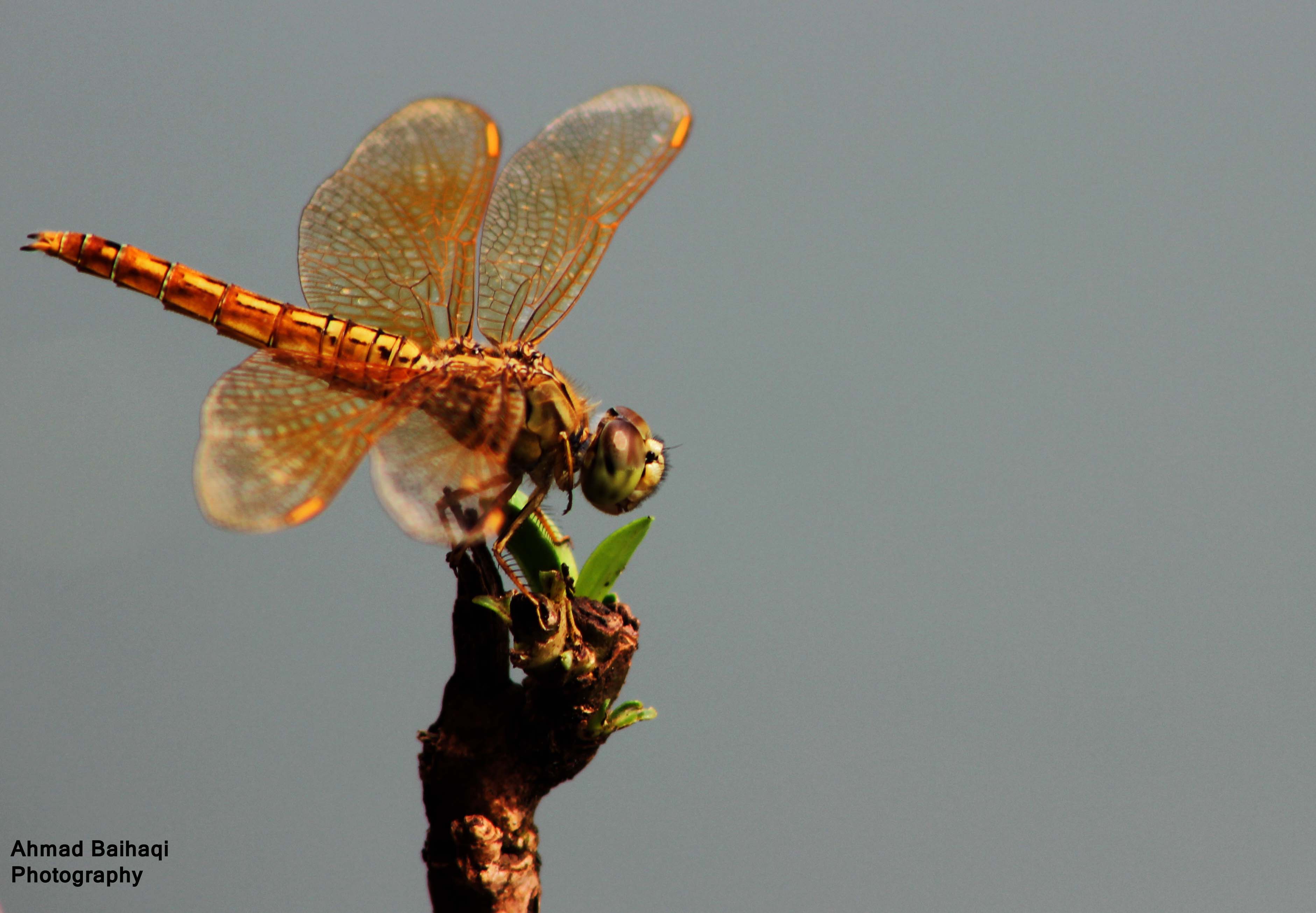 Brachytemis contaminata