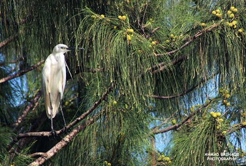 Egretta garzetta/ Kuntul Kecil