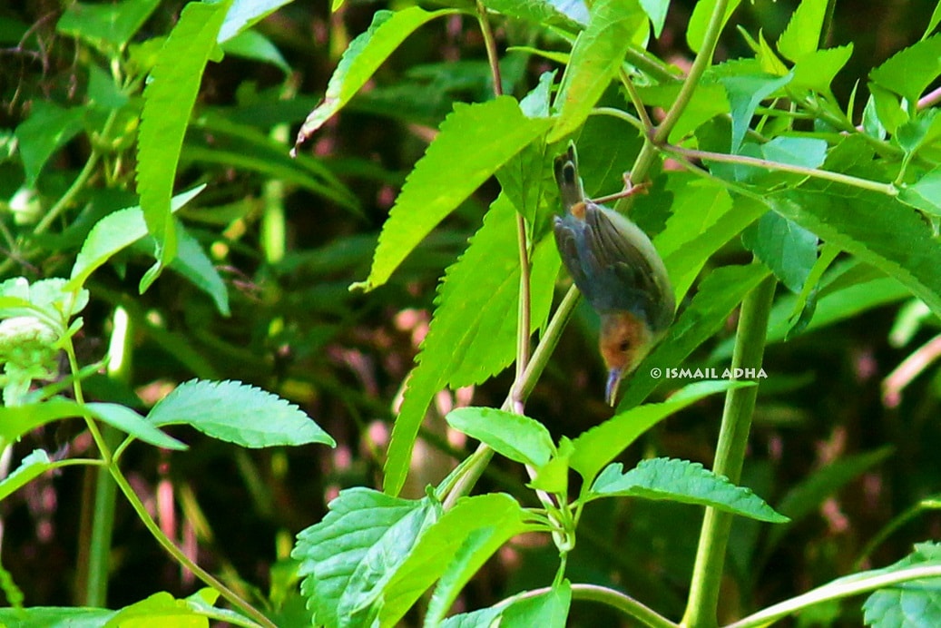 Cinenen Kelabu