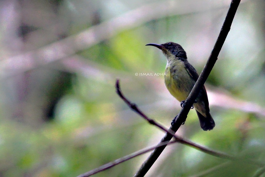 Burung Madu Sriganti