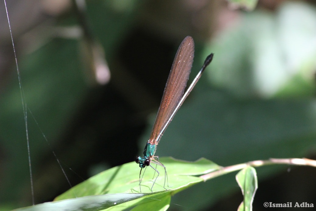 Capung Hijau