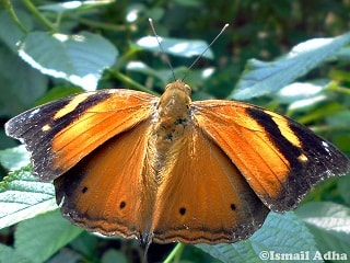 Kupu-kupu