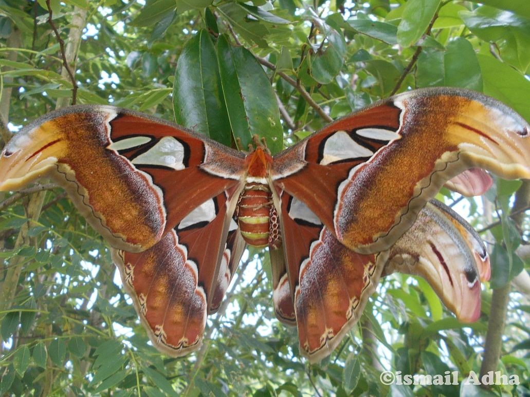 Kupu-kupu Gajah