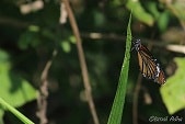 Kupu-kupu