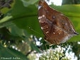 Kupu-kupu