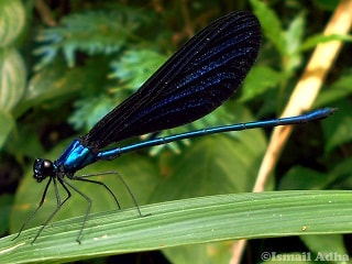 Capung Biru Metalik