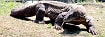 Komodo