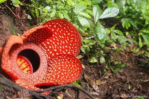 Bunga Merah Langka (Rafflesia arnoldi) ini, Mempesona Dunia