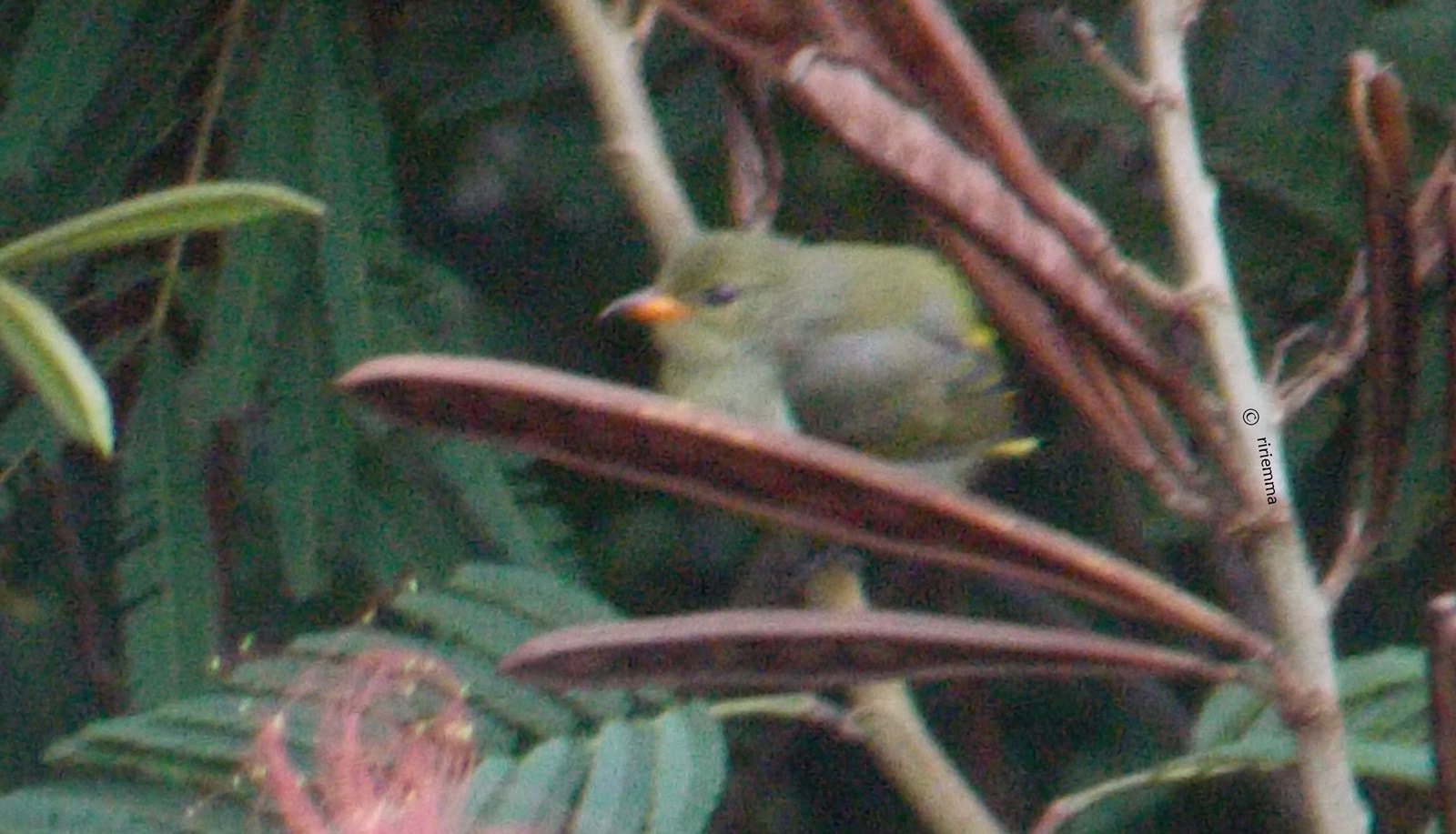 Cabai Bunga api (juvenille)