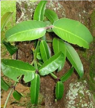 Mundu