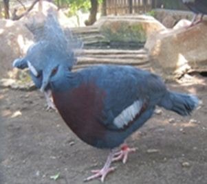 Burung Dara Mahkota