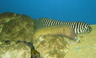 Moray Zebra