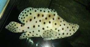 Ikan Kerapu tikus
