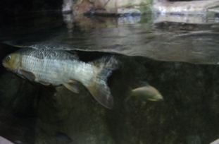Ikan Lampan (Barbodes schwanenfeldii)