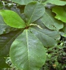 Ketapang (Terminalia catappa)