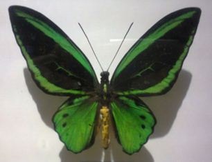 Kupu-kupu Ornithoptera priamus amuana